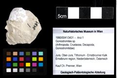 Foto (Objekt + Etiketten) von Goniodromites sp. 